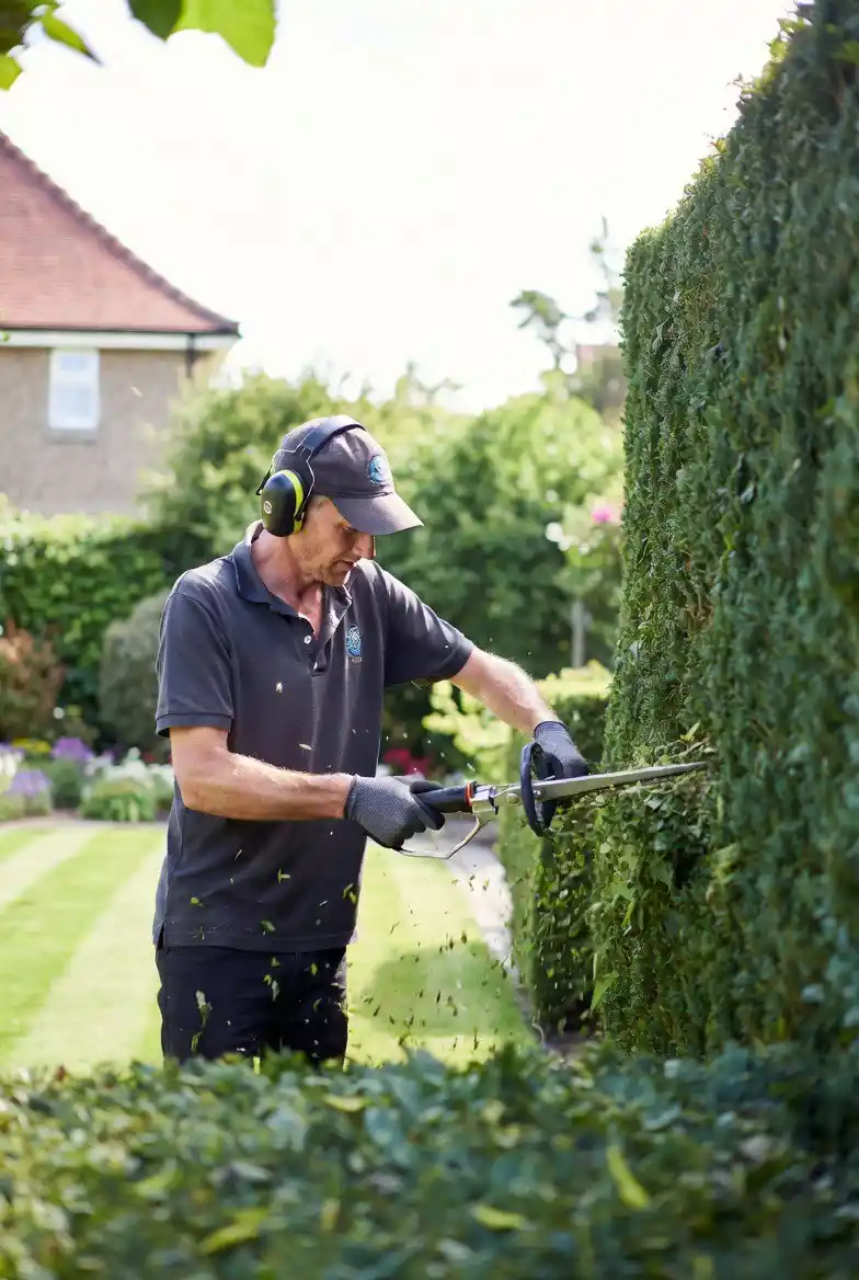 Hedge and shrub care service image